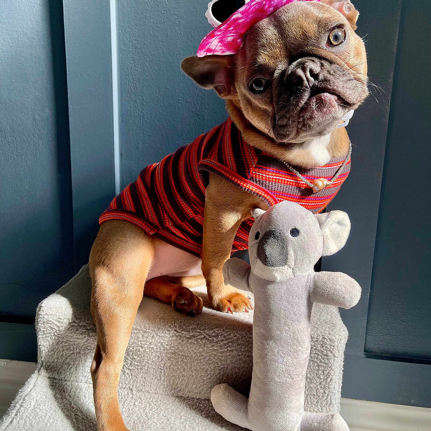 Hershey is registered to the contest to win money with this photo: animal, bostonbull, boxer, bulldog, canine, clothing, costume, dog, dogbed, frenchbulldog, hat, person, pet, pitbull, pug, puppy, snout, teddybear, toy, whitedog