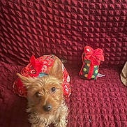 Cocoa is registered to the contest to win money with this photo: dog, small_dog, red_dress, toy, gift, red_bow, couch, textured_couch, indoor, pet, fur, ears, eyes, snout, holiday, festive, polka_dots, relaxed, animal, companion