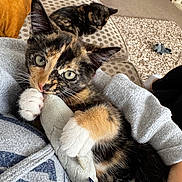 Winnie is registered to the contest to win money with this photo: kitten, tortoiseshell, cat, pet_toy, couch, blanket, carpet, indoor, cozy, sleeping_cat, paw, human_arm, clothing, pattern, playing, animal, furry, cute, resting, home