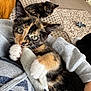 kitten, tortoiseshell, cat, pet_toy, couch, blanket, carpet, indoor, cozy, sleeping_cat, paw, human_arm, clothing, pattern, playing, animal, furry, cute, resting, home
