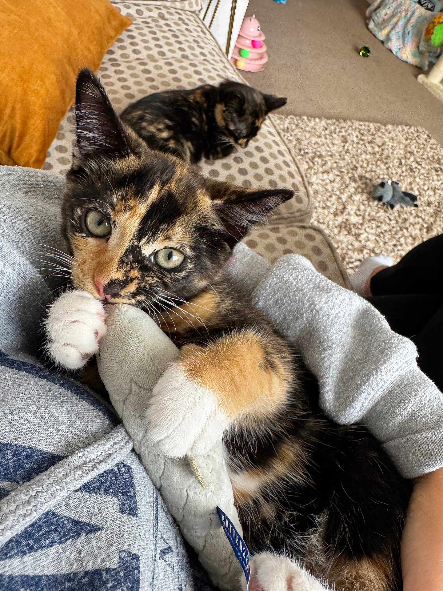 Winnie is registered to the contest to win money with this photo: kitten, tortoiseshell, cat, pet_toy, couch, blanket, carpet, indoor, cozy, sleeping_cat, paw, human_arm, clothing, pattern, playing, animal, furry, cute, resting, home