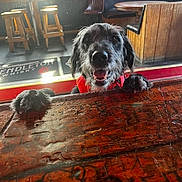 Mako is registered to the contest to win money with this photo: animal, bar, black_dog, chair, dog, floor, framed_pictures, happy, indoor, interior, light, pet, pub, red_collar, smiling_dog, stool, wall, window, wooden_furniture, wooden_table