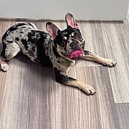 Marble is registered to the contest to win money with this photo: dog, french_bulldog, merle_coat, tongue_out, ears_up, laying_down, floor, wood_pattern, indoor, pet, animal, cute, playful, canine, mammal, companion, domestic, black, white, tan