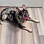 dog, french_bulldog, merle_coat, tongue_out, ears_up, laying_down, floor, wood_pattern, indoor, pet, animal, cute, playful, canine, mammal, companion, domestic, black, white, tan