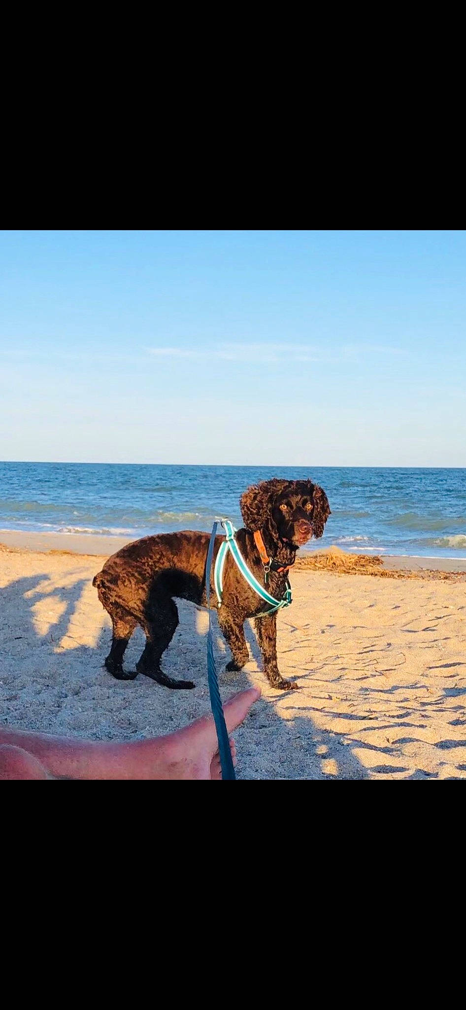Levi is registered to the contest to win money with this photo: beach, canidae, carnivore, cloud, collar, companion_dog, dog, dog_breed, dog_collar, fawn, horizon, lake, leash, leisure, mammal, pet_supply, sky, water, water_dog, working_animal