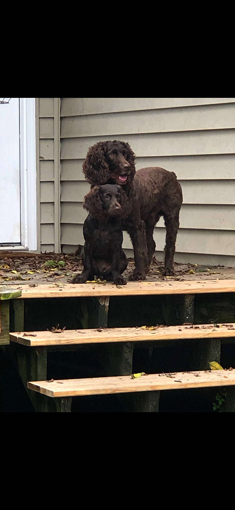 Levi is registered to the contest to win money with this photo: art, canidae, carnivore, companion_dog, dog_breed, flesh, fur, liver, metal, room, sculpture, snout, sporting_group, terrestrial_animal, toy, visual_arts, water_dog, wildlife, wood, working_animal