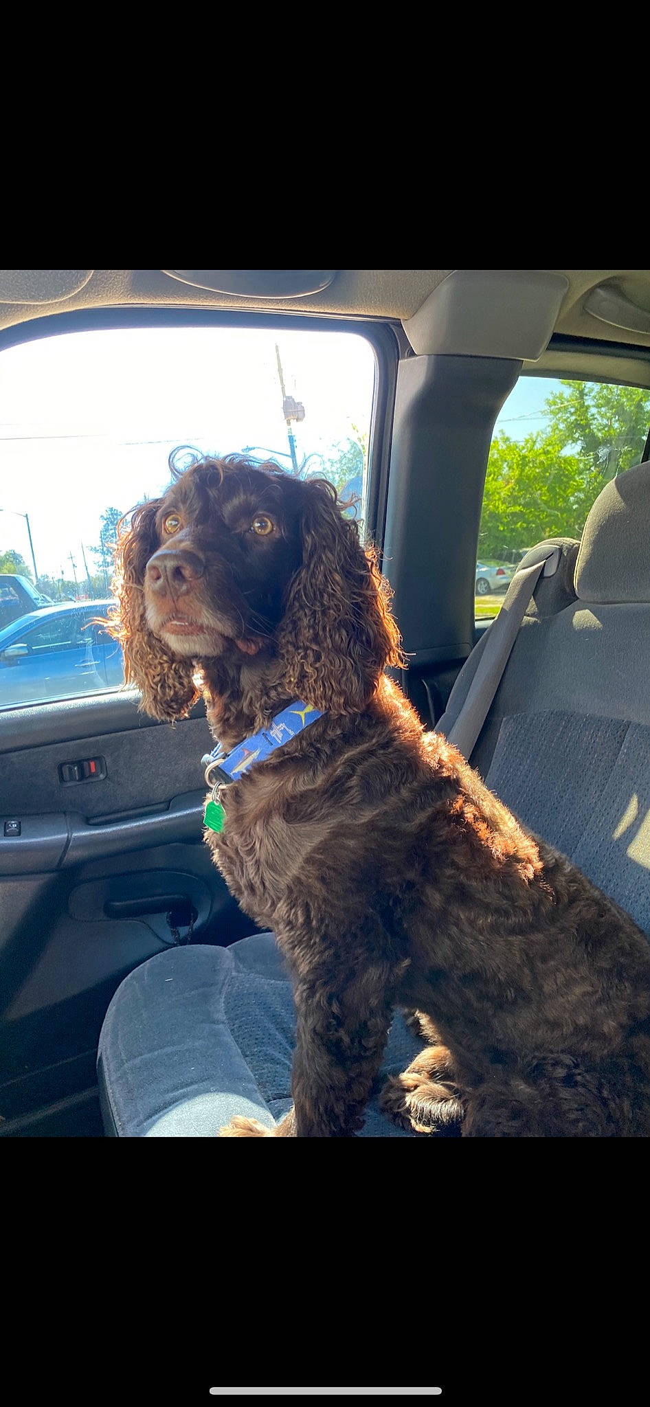 Levi is registered to the contest to win money with this photo: automotive_exterior, automotive_mirror, automotive_window_part, car, car_seat, car_seat_cover, carnivore, companion_dog, dog, dog_breed, fawn, gun_dog, liver, motor_vehicle, snout, spaniel, vehicle, vehicle_door, water_dog, window