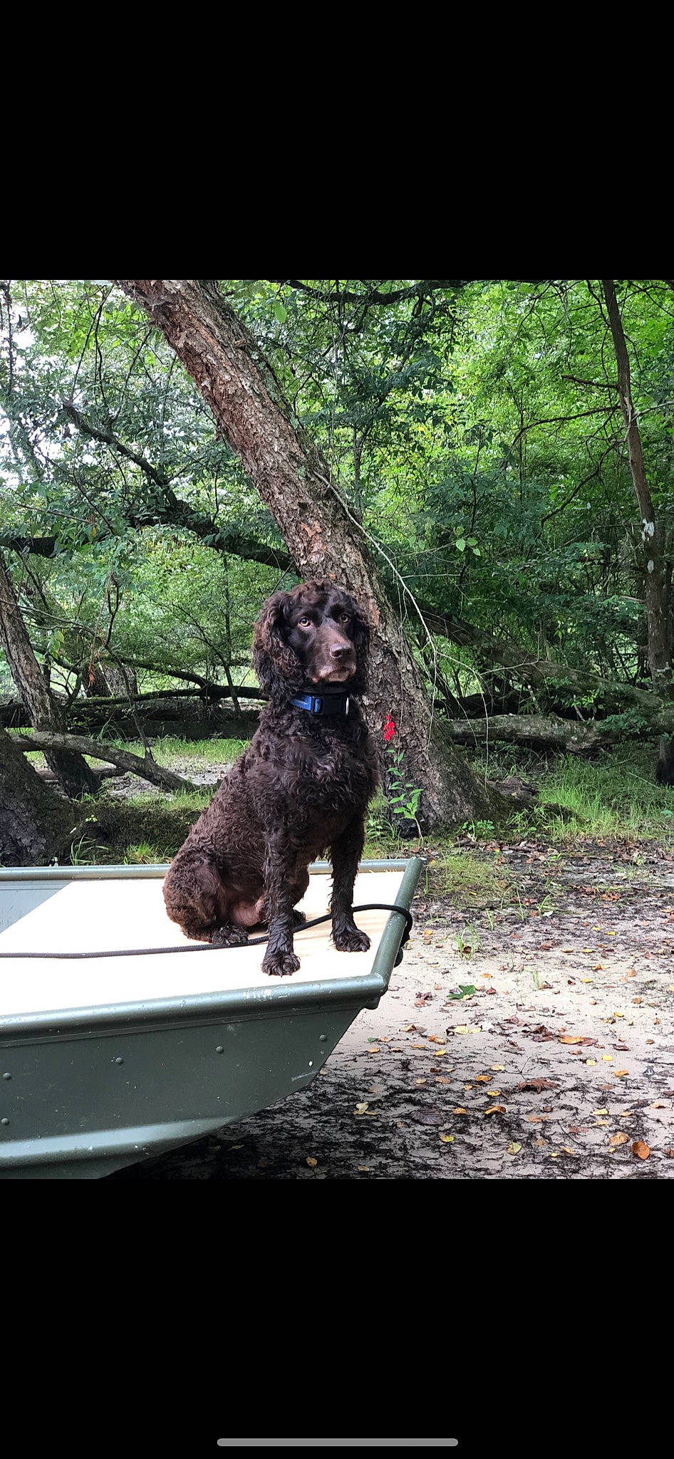 Levi joined the competition — help win amazing prizes! boat, canidae, carnivore, companion_dog, dog, dog_breed, gun_dog, leisure, liver, plant, poodle, recreation, shade, sitting, sporting_group, tree, vehicle, water_dog, watercraft, wood