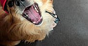Luca is registered to the contest to win money with this photo: black_nose, brown_fur, canine, closeup, clothing, companion, dog, floor, fur, happy, headwear, indoor, looking_up, pet, playful, red_cap, shoe, smiling, teeth, tongue_out