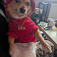 Luca is registered to the contest to win money with this photo: accessory, animal, canine, casual, clothing, cute, dog, fur, furniture, gold_chain, human_arm, indoor, pet, portrait, puppy, red_hoodie, relaxed, sitting, table, window