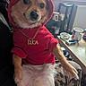 accessory, animal, canine, casual, clothing, cute, dog, fur, furniture, gold_chain, human_arm, indoor, pet, portrait, puppy, red_hoodie, relaxed, sitting, table, window