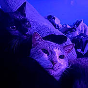 Gooses And Sinji joined the competition — help win amazing prizes! cat, cats, black_cat, gray_cat, pet, animal, feline, whiskers, ears, eyes, fur, close_up, portrait, indoor, bed, blanket, cozy, purple_lighting, blue_lighting, relaxed