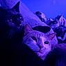 cat, cats, black_cat, gray_cat, pet, animal, feline, whiskers, ears, eyes, fur, close_up, portrait, indoor, bed, blanket, cozy, purple_lighting, blue_lighting, relaxed