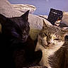 Gooses And Sinji is registered to the contest to win money with this photo: black_cat, gray_cat, cats, feline, pets, animal, closeup, portrait, sleepy, serious, judging, cozy, cuddling, fur, whiskers, ears, eyes, bed, blanket, indoors