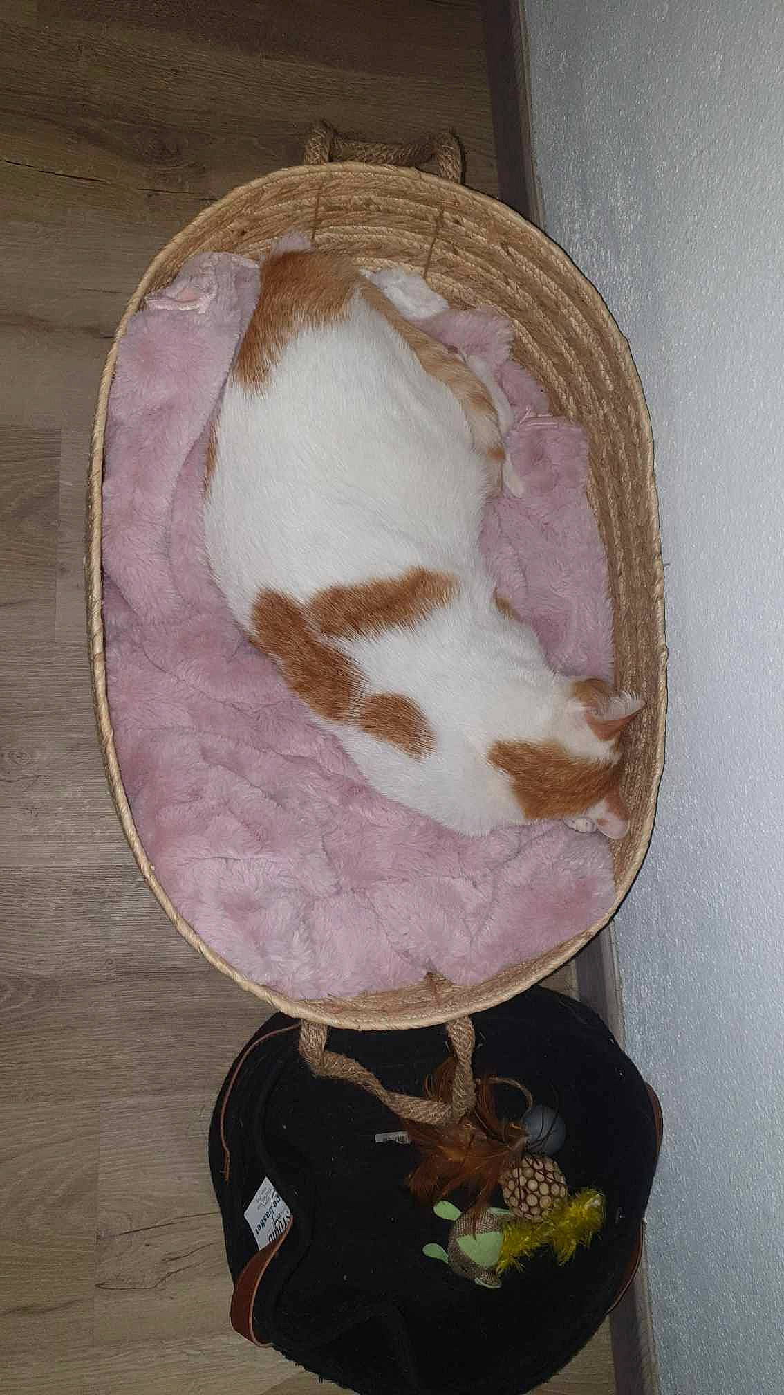 Boubou a rejoint le concours — aidez-le/la à gagner de superbes lots ! brown, cat, circle, fawn, felidae, fur, hardwood, headgear, plant, small_to_medium_sized_cats, tail, visual_arts, window, wood, wool