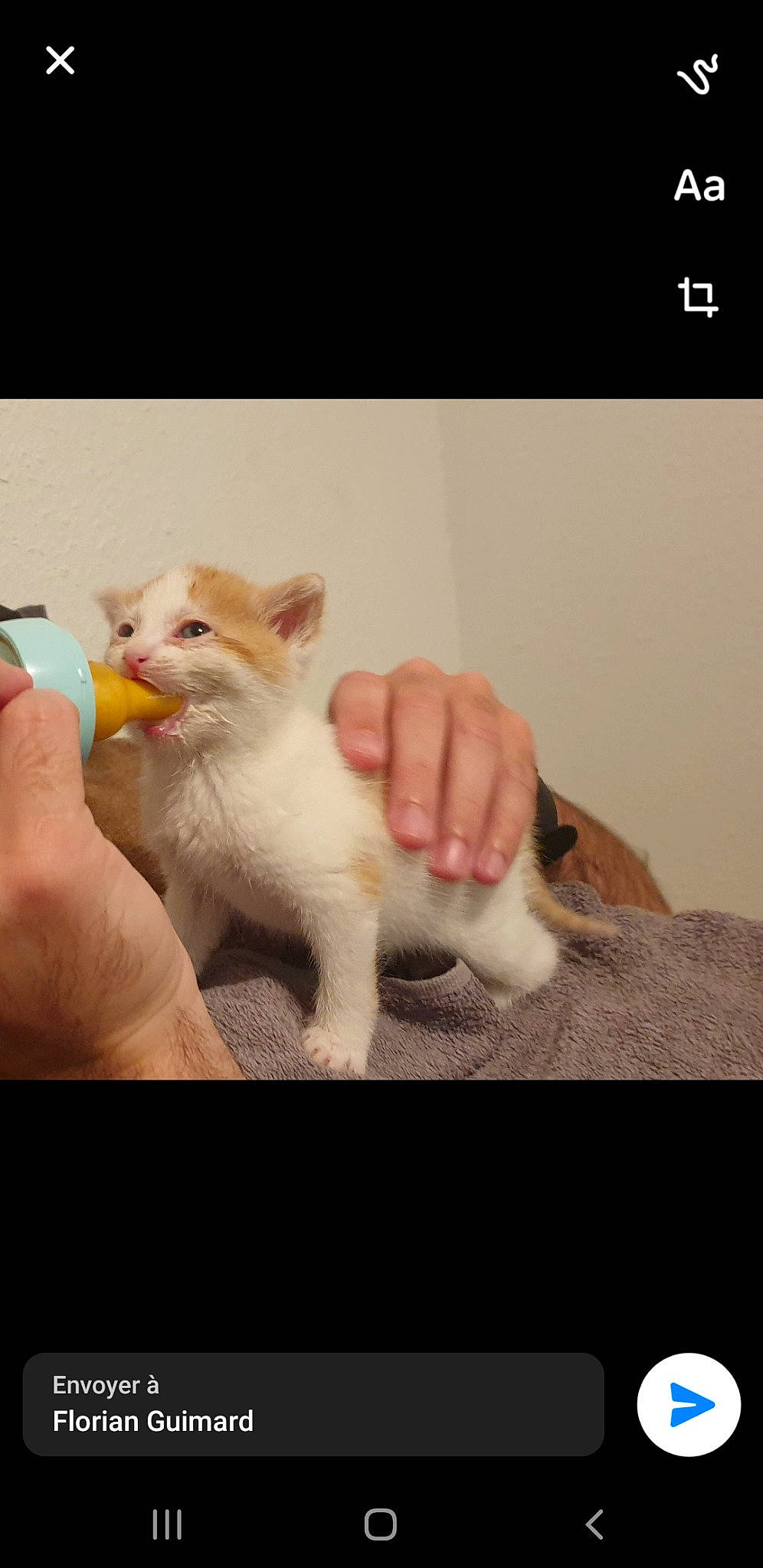 Boubou a rejoint le concours — aidez-le/la à gagner de superbes lots ! carnivore, cat, claw, comfort, companion_dog, domestic_short_haired_cat, ear, felidae, fur, gesture, hand, happy, nail, paw, photo_caption, screenshot, small_to_medium_sized_cats, tail, thumb, whiskers