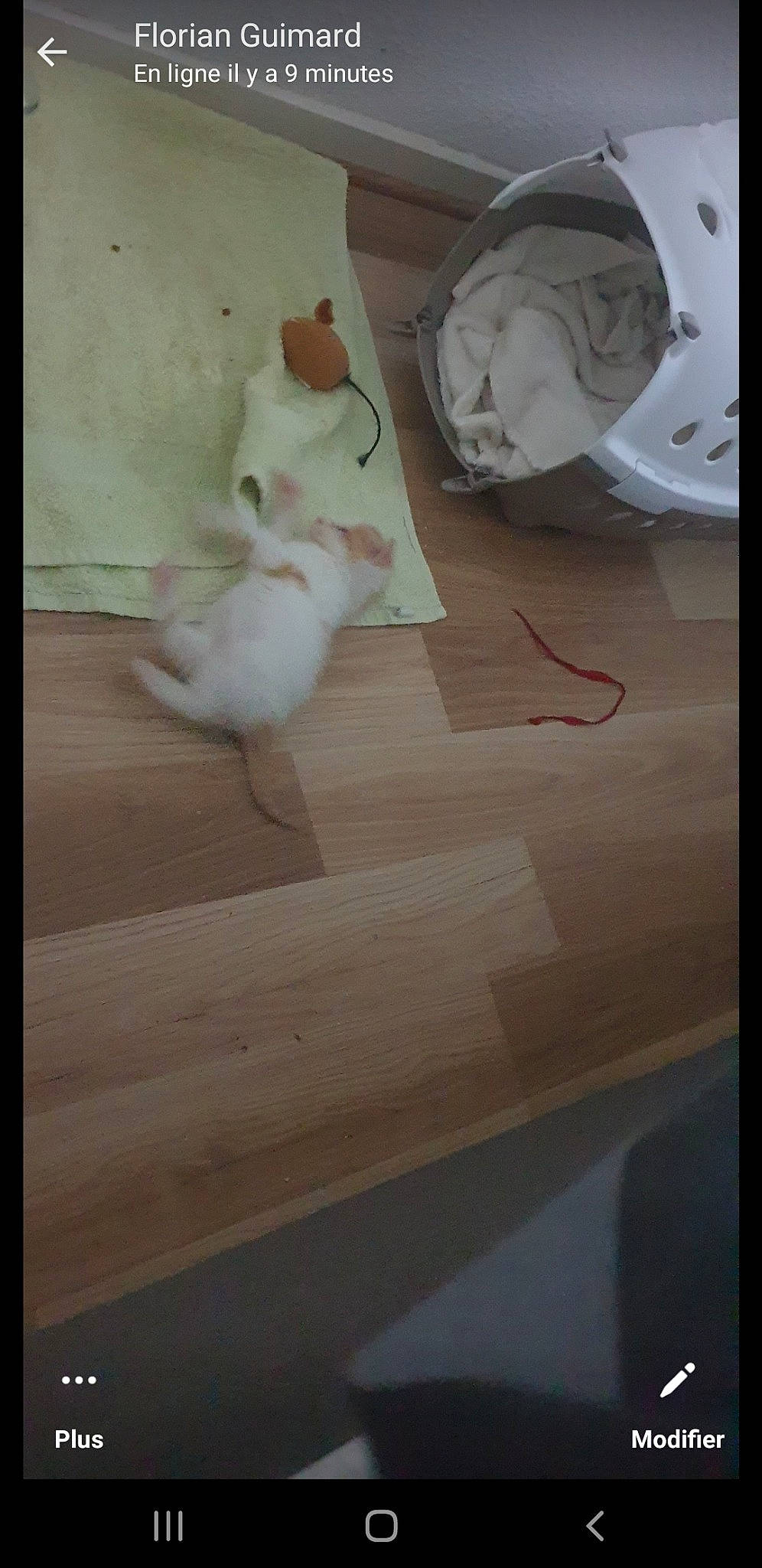 Boubou participe au concours pour gagner de l'argent avec cette photo : art, beak, feather, floor, flooring, hardwood, laminate_flooring, parrot, plywood, rectangle, room, sculpture, sulphur_crested_cockatoo, table, tail, varnish, visual_arts, wood, wood_flooring, wood_stain