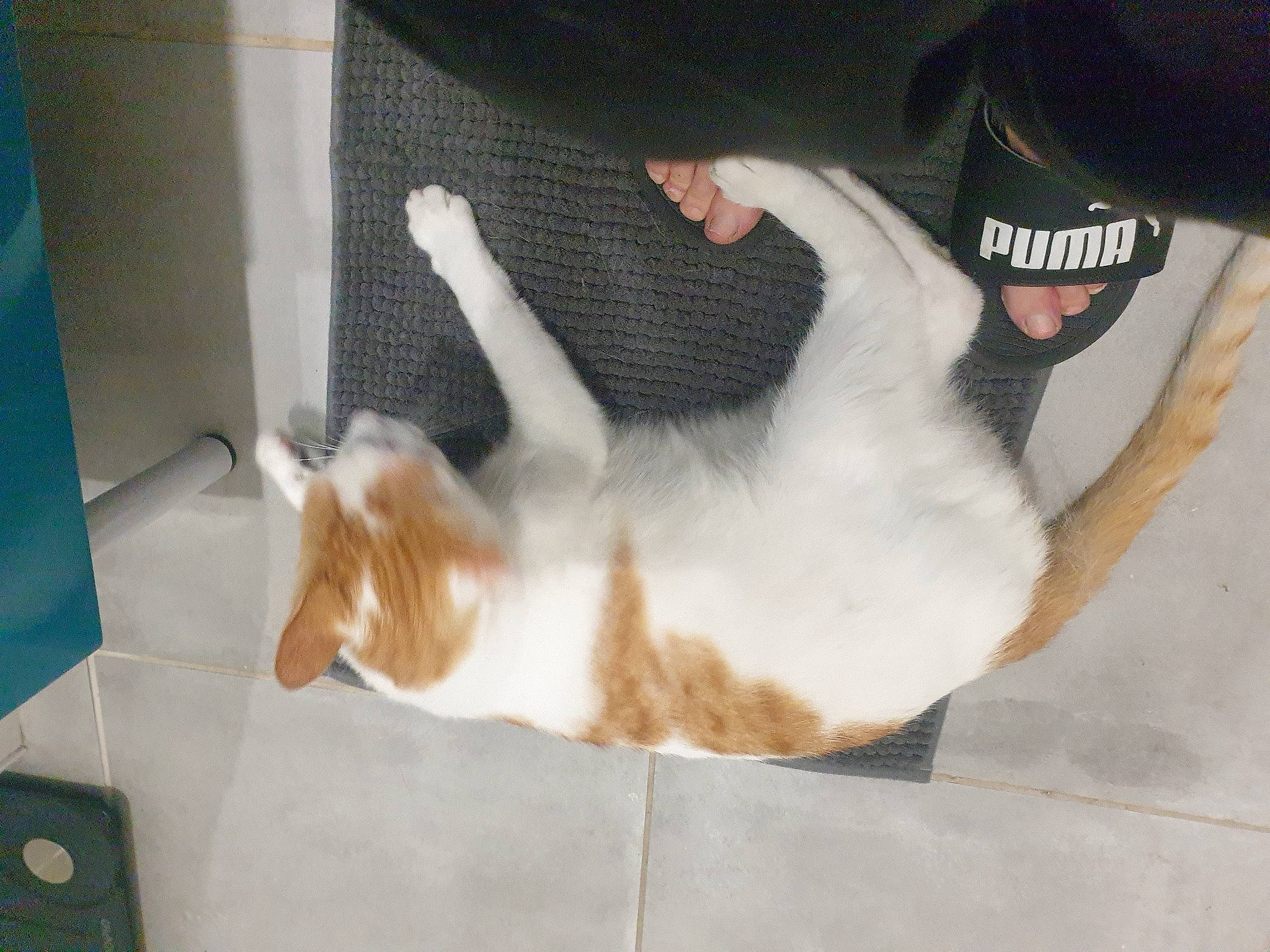 Boubou participe au concours pour gagner de l'argent avec cette photo : box, cat, claw, domestic_short_haired_cat, elbow, fawn, felidae, fur, gesture, paw, small_to_medium_sized_cats, snout, tail, whiskers, wrist