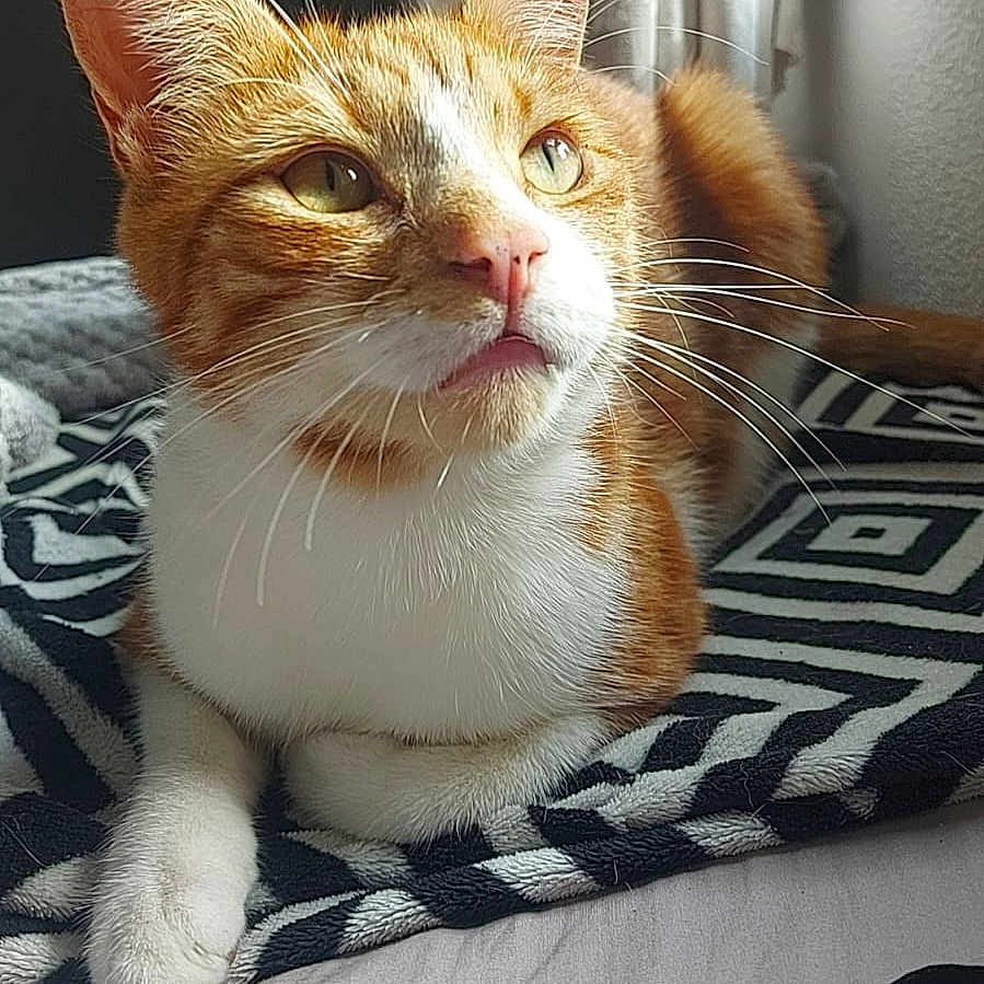 Peanut