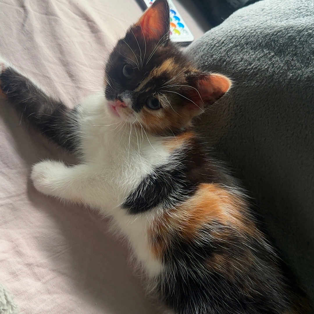 Angel