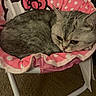 animal, carpet, cat, chair, cozy, curled_up, ears, eyes, face, gray_fur, hello_kitty, indoor, kitten, pet, pink_blanket, polka_dots, resting, sleepy, tabby, whiskers