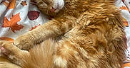 Chammy is registered to the contest to win money with this photo: animal, autumn, bed, bedding, cat, cozy, curled_up, fluffy, ginger_cat, indoors, long_hair, maple_leaves, nap, orange_fur, paws, pet, relaxed, sleeping, tail, whiskers
