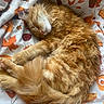 animal, autumn, bed, bedding, cat, cozy, curled_up, fluffy, ginger_cat, indoors, long_hair, maple_leaves, nap, orange_fur, paws, pet, relaxed, sleeping, tail, whiskers
