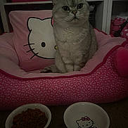 Chammy is registered to the contest to win money with this photo: animal, bed, bedroom, cat, dish, ears, food_bowl, front_facing, furniture, gray_cat, hello_kitty, indoor, low_light, pet, pet_food, pillow, pink_bedding, portrait, sitting, whiskers