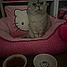 animal, bed, bedroom, cat, dish, ears, food_bowl, front_facing, furniture, gray_cat, hello_kitty, indoor, low_light, pet, pet_food, pillow, pink_bedding, portrait, sitting, whiskers