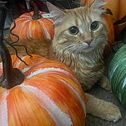Garfield is registered to the contest to win money with this photo: cat, kitten, fluffy, orange_tabby, longhaired, green_eyes, whiskers, ears, portrait, autumn, pumpkins, gourds, orange, green, indoor, cozy, closeup, animal, fur, curious