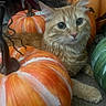 cat, kitten, fluffy, orange_tabby, longhaired, green_eyes, whiskers, ears, portrait, autumn, pumpkins, gourds, orange, green, indoor, cozy, closeup, animal, fur, curious
