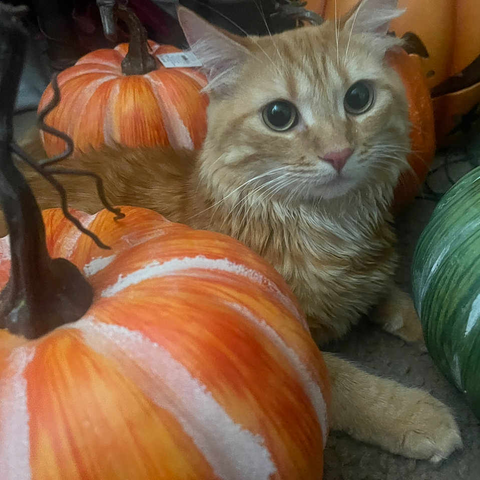 Garfield