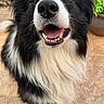dog, border_collie, black_and_white, pet, close_up, happy, smiling, fur, outdoor, animal, canine, nose, tongue, ears, playful, friendly, eye_contact, portrait, nature, garden