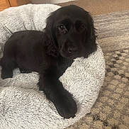 Bonny is registered to the contest to win money with this photo: animal, bed, black_dog, carpet, companion, cozy, cute, cute_pet, dog, domestic, fur, indoor, looking_up, paw, pet_bed, puppy, relaxed, resting, soft, young_dog