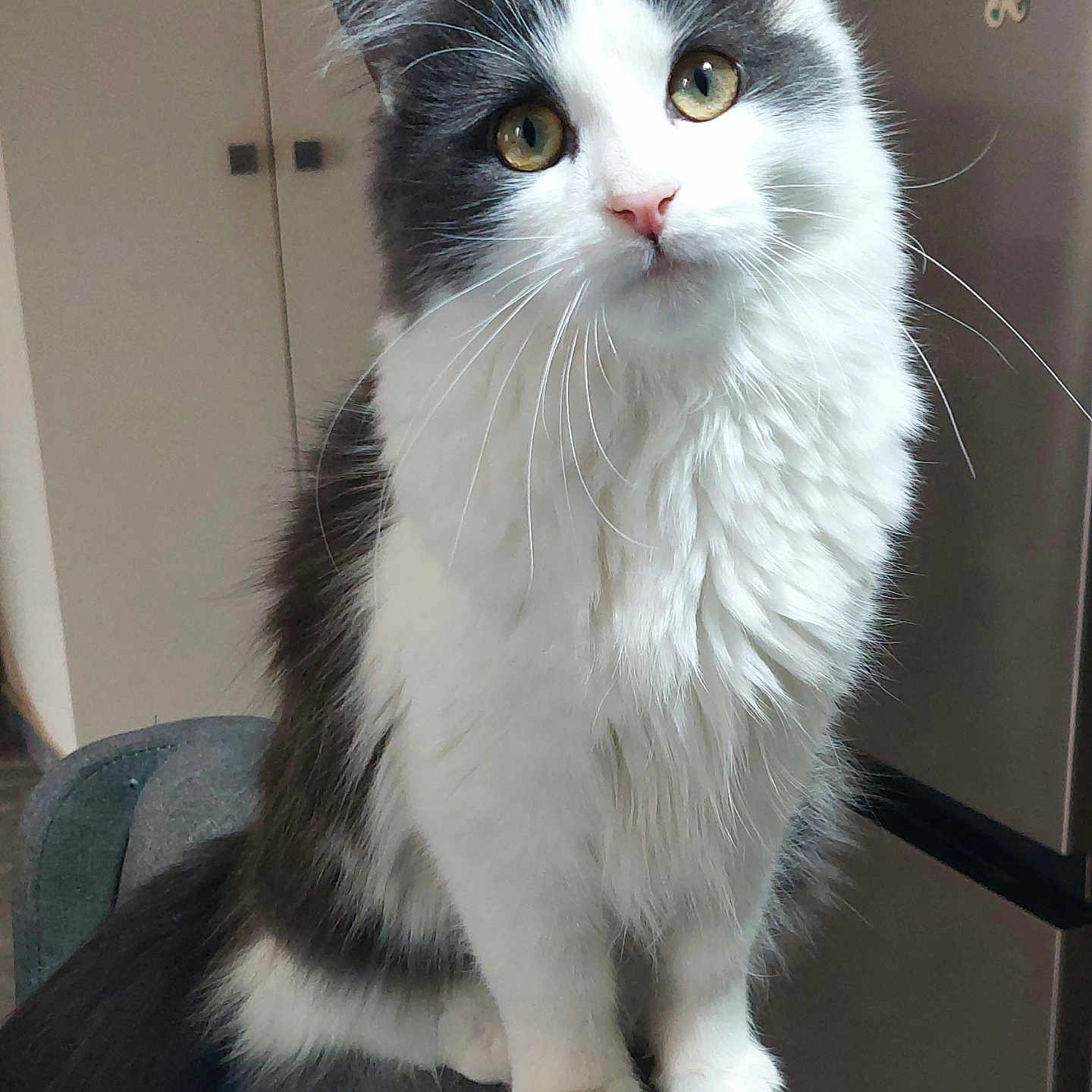 Perle a rejoint le concours — aidez-le/la à gagner de superbes lots ! abyssinian, angora, animal, cat, chair, furniture, kitten, manx, pet, siamese, white