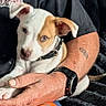 Gizmo is registered to the contest to win money with this photo: puppy, dog, pet, animal, white_and_brown, floppy_ears, brown_patch, blue_eyes, collar, paws, cuddling, human, arms, watch, tattoo, indoors, blanket, close_up, portrait, cute