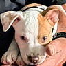 Gizmo is registered to the contest to win money with this photo: puppy, dog, canine, pet, animal, portrait, close_up, white_fur, brown_patch, floppy_ears, collar, cuddling, human_arm, indoor, adorable, sleepy, looking_at_camera, paw, nose, companion