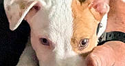 Gizmo joined the competition — help win amazing prizes! puppy, dog, pit_bull, close_up, portrait, white_fur, brown_fur, floppy_ears, brown_eye, snout, nose, paws, collar, being_held, cuddling, indoors, pet, cute, animal, photography