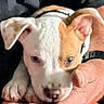 puppy, dog, pit_bull, close_up, portrait, white_fur, brown_fur, floppy_ears, brown_eye, snout, nose, paws, collar, being_held, cuddling, indoors, pet, cute, animal, photography