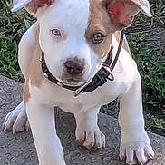 Gizmo joined the competition — help win amazing prizes! dog, puppy, canine, pet, animal, white_fur, brown_markings, floppy_ears, blue_eye, collar, leash, standing, outdoor, grass, path, garden, close_up, portrait, cute, paws