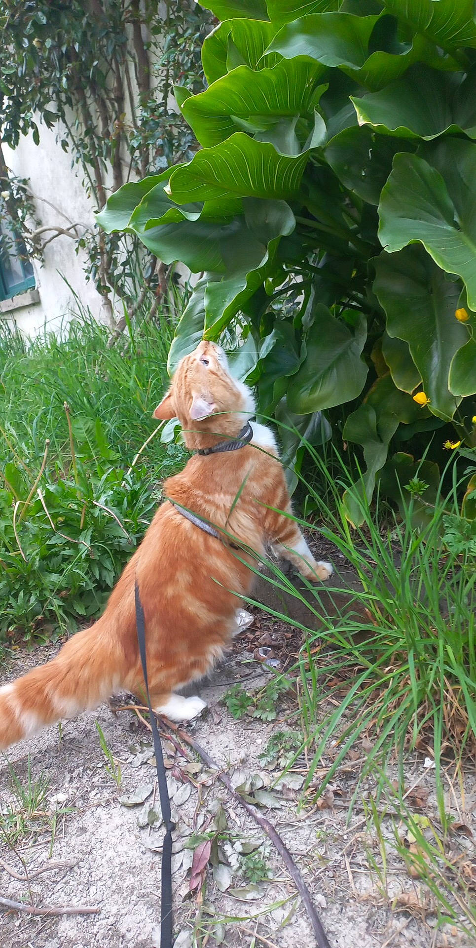 Rox a rejoint le concours — aidez-le/la à gagner de superbes lots ! carnivore, companion_dog, dog, dog_breed, fawn, felidae, grass, groundcover, hat, herb, leash, liver, plant, small_to_medium_sized_cats, sporting_group, tail, terrestrial_animal, whiskers, wood, working_animal