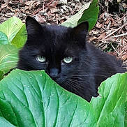 Charbon participe au concours pour gagner de l'argent avec cette photo : black_cat, cat, green_eyes, leaves, nature, outdoor, animal, feline, plant, foliage, wildlife, closeup, curious, stealthy, green, mammal, pet, eye_contact, forest_floor, camouflage