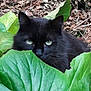 black_cat, cat, green_eyes, leaves, nature, outdoor, animal, feline, plant, foliage, wildlife, closeup, curious, stealthy, green, mammal, pet, eye_contact, forest_floor, camouflage