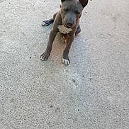 Ares a rejoint le concours — aidez-le/la à gagner de superbes lots ! puppy, dog, gray, white_markings, concrete_floor, sitting, ears_up, outdoor, young_dog, pet, animal, canine, looking_down, small_puppy, fur, paw, alert, daylight, close_up, alone