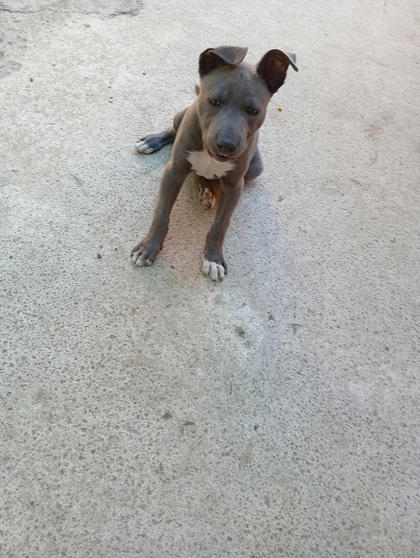 Ares a rejoint le concours — aidez-le/la à gagner de superbes lots ! puppy, dog, gray, white_markings, concrete_floor, sitting, ears_up, outdoor, young_dog, pet, animal, canine, looking_down, small_puppy, fur, paw, alert, daylight, close_up, alone