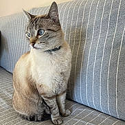 Jazz participe au concours pour gagner de l'argent avec cette photo : cat, blue_eyes, striped_couch, indoor, pet, feline, sitting, fur, whiskers, collar, domestic_animal, gray, white, beige, striped, side_view, alert, cute, animal, mammal