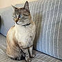 cat, blue_eyes, striped_couch, indoor, pet, feline, sitting, fur, whiskers, collar, domestic_animal, gray, white, beige, striped, side_view, alert, cute, animal, mammal