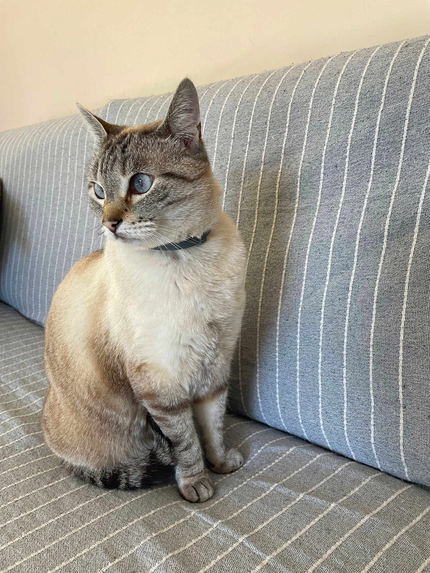Jazz participe au concours pour gagner de l'argent avec cette photo : cat, blue_eyes, striped_couch, indoor, pet, feline, sitting, fur, whiskers, collar, domestic_animal, gray, white, beige, striped, side_view, alert, cute, animal, mammal