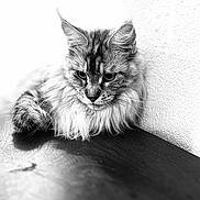 Zelda participe au concours pour gagner de l'argent avec cette photo : cat, fluffy, mammal, pet, feline, animal, indoor, resting, portrait, black_and_white, texture, fur, whiskers, closeup, wood, table, wall, quiet, calm, relaxed