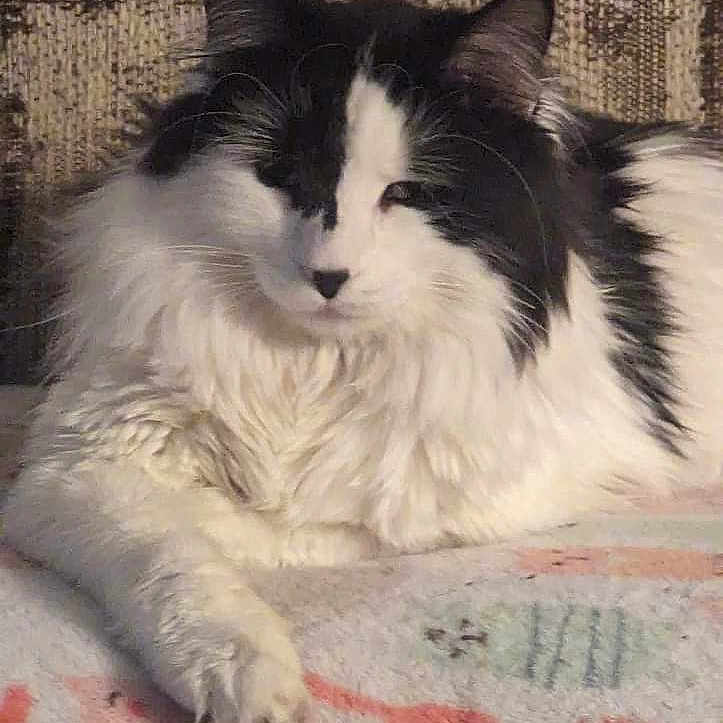 Neko is registered to the contest to win money with this photo: abyssinian, angora, animal, art, blanket, cat, couch, cushion, furniture, homedecor, kitten, manx, mat, painting, person, pet, quilt, siamese, sleeping, white